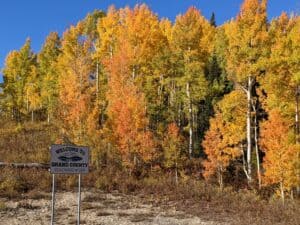 yellow birch trees in aspen colorado - resistance and support article